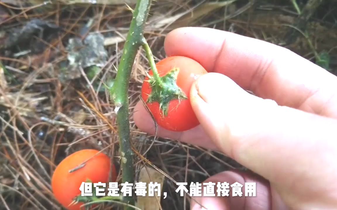 这种植物叫野颠茄,用于跌打损伤骨髓炎胃痛的一味草药,了解下哔哩哔哩bilibili