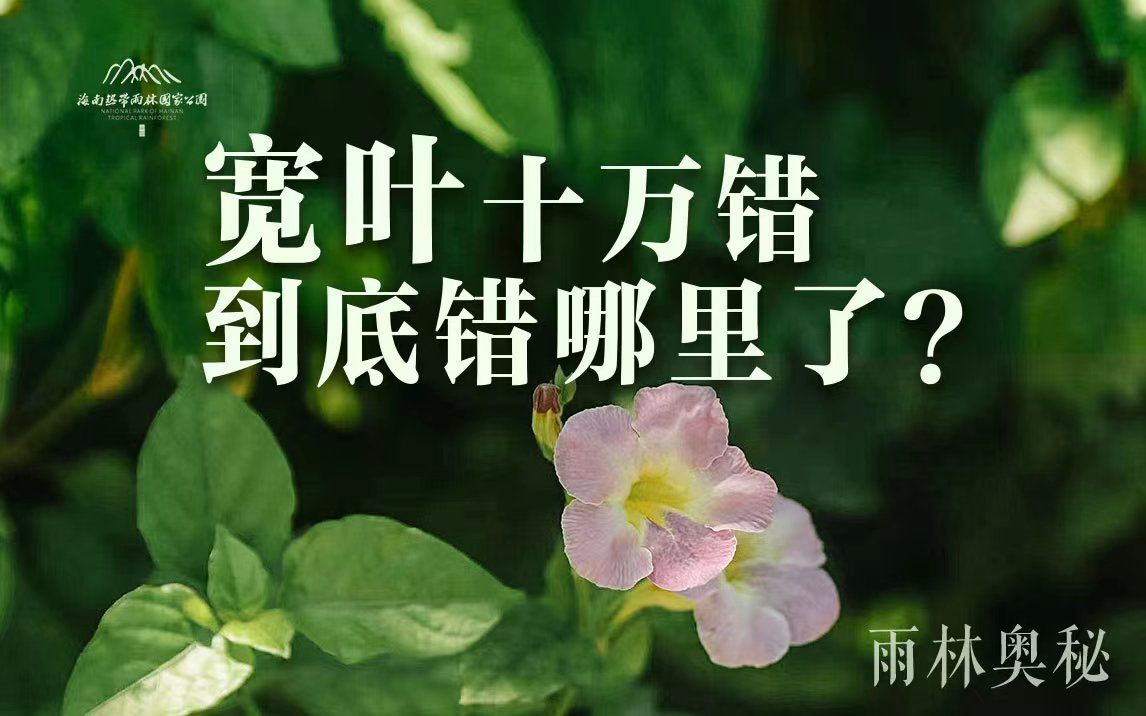 植物篇:宽叶十万错 | 海南热带雨林国家公园科普视频系列哔哩哔哩bilibili