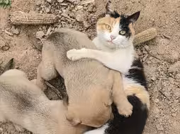 猫：这辈子没这么无语过……