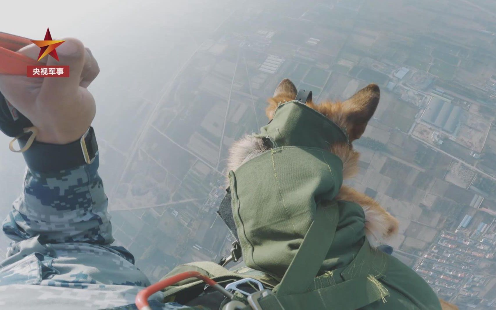 [图]狗狗都上天了！空降犬跟兵哥哥高空跳伞