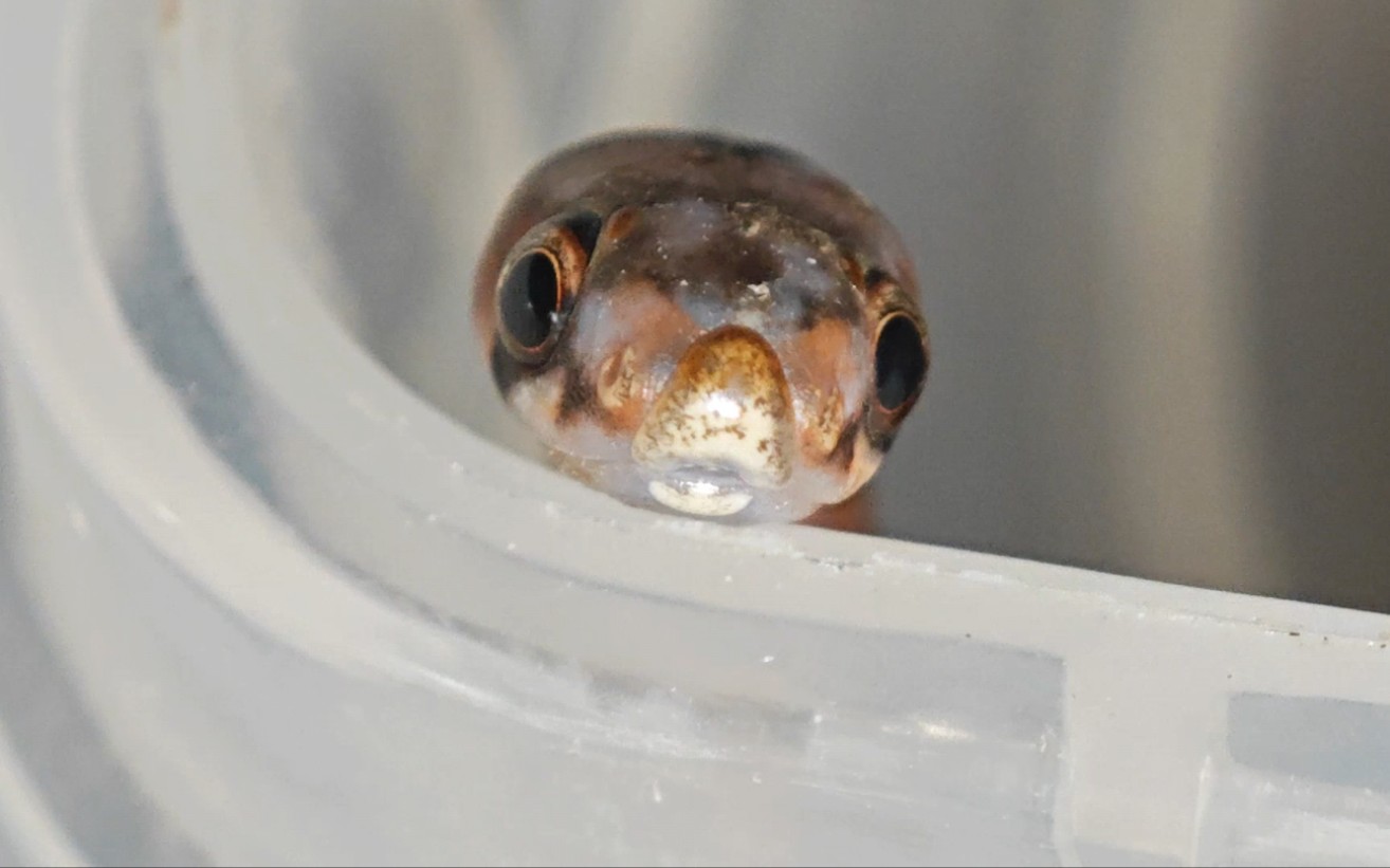 听说目前它是地球唯一,无鳞台湾小头蛇