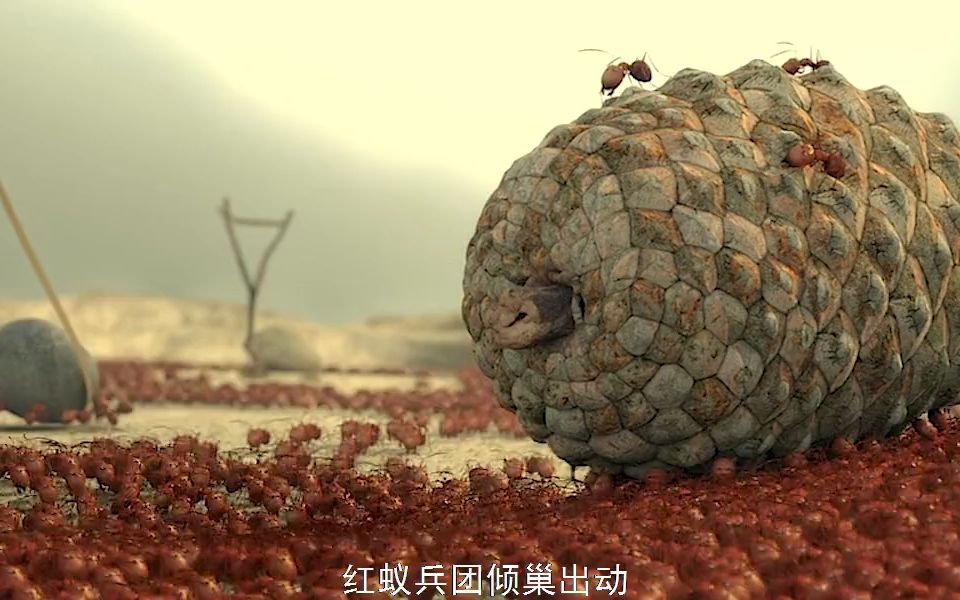 一群蚂蚁之间的战争,看的我热血沸腾