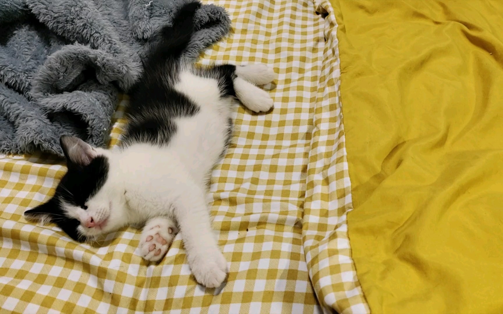 小奶猫睡觉都在用蹬腿神功,不知道梦里抓住小老鼠没有98