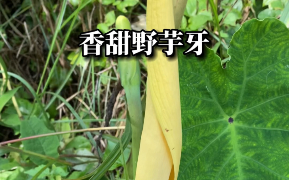 河边发现的野芋头花!哔哩哔哩bilibili