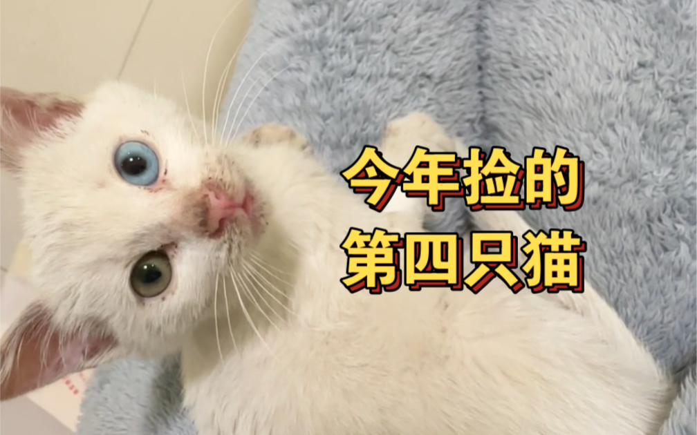 来给猫咪起个名字吧哔哩哔哩bilibili