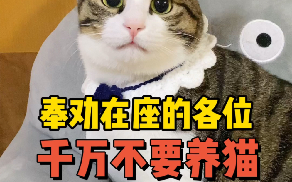 [图]养猫劝退指南｜养了猫之后我就后悔了