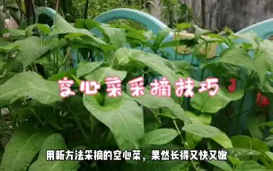 Descargar video: 新方法采摘的空心菜果然长的又快又嫩，三明治厨余叠加配土肥力强