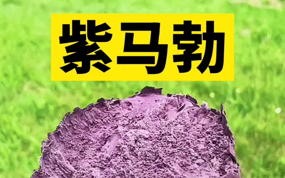 紫马勃,嫩时可食,老了是药材