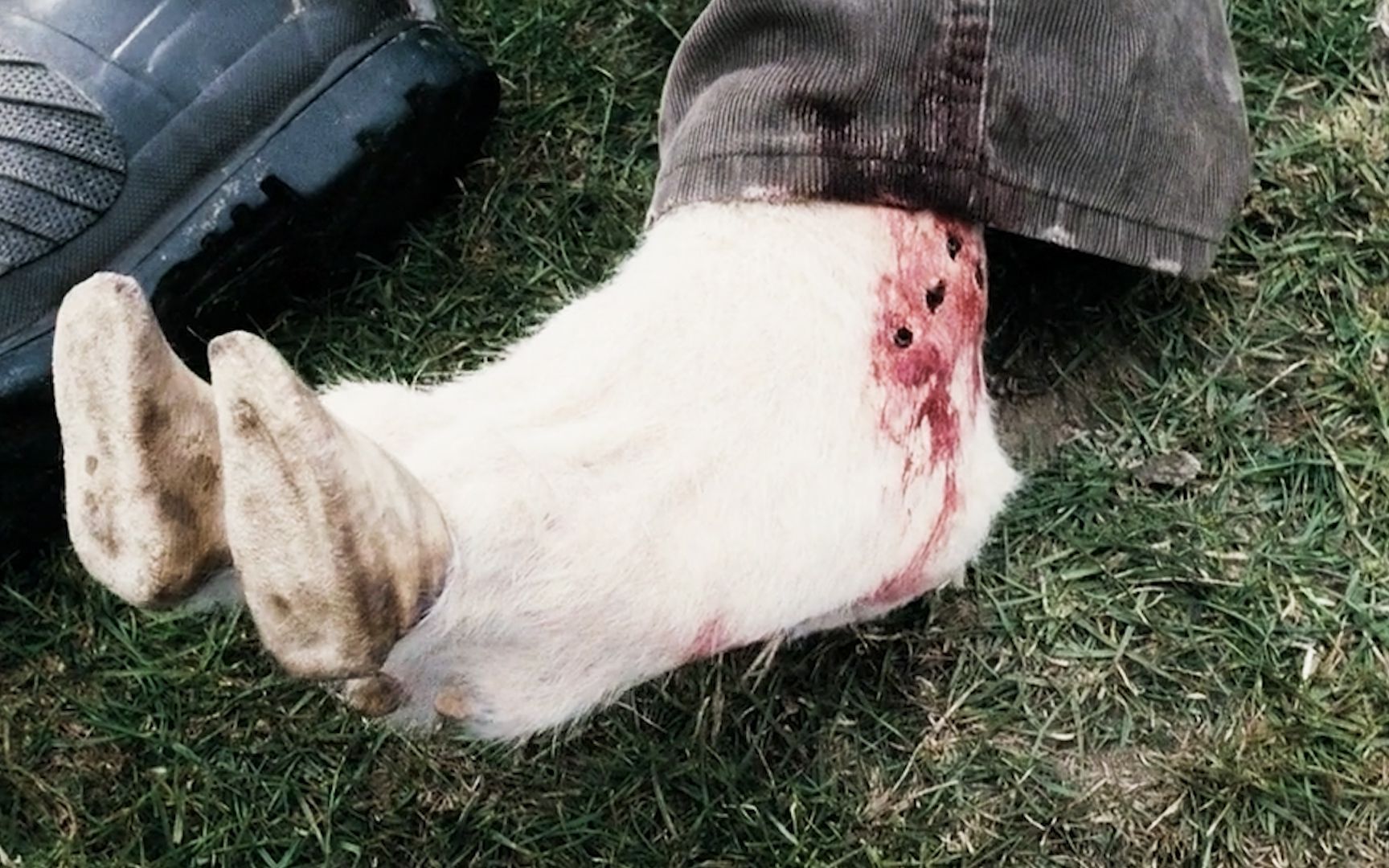 绵羊受感染变疯羊,不吃草只吃肉,男子不幸被咬,双脚变异成羊蹄:《疯羊