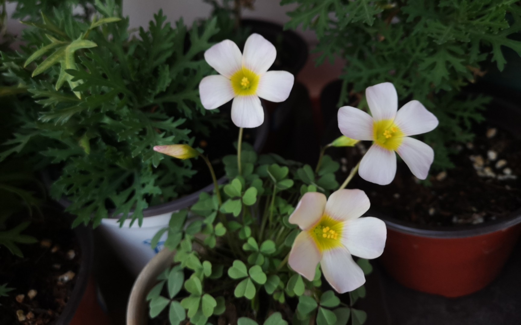 酢浆草锂辉石沉浸式收球