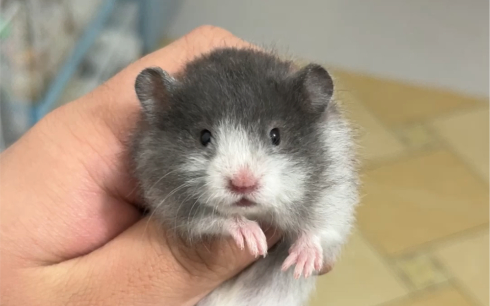 一对双胞胎黑波利dd找不同0606