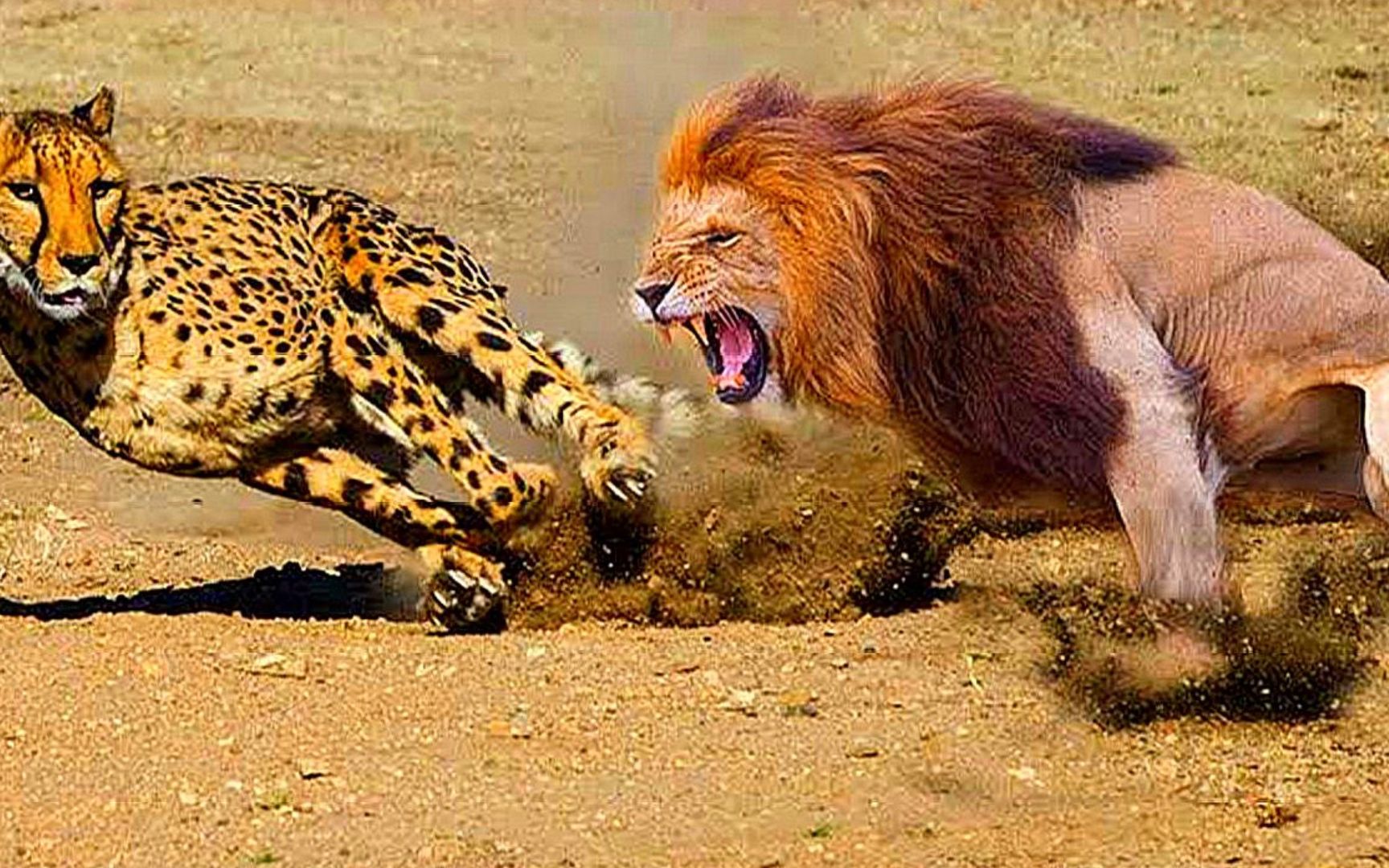 狮子捕杀猎豹真实场景:这场面太凶残了,速度在力量面前不够看!