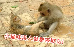 Video herunterladen: 小猫咪误入猴群，被猴子残忍蹂躏，看完再也不喜欢猴子了！