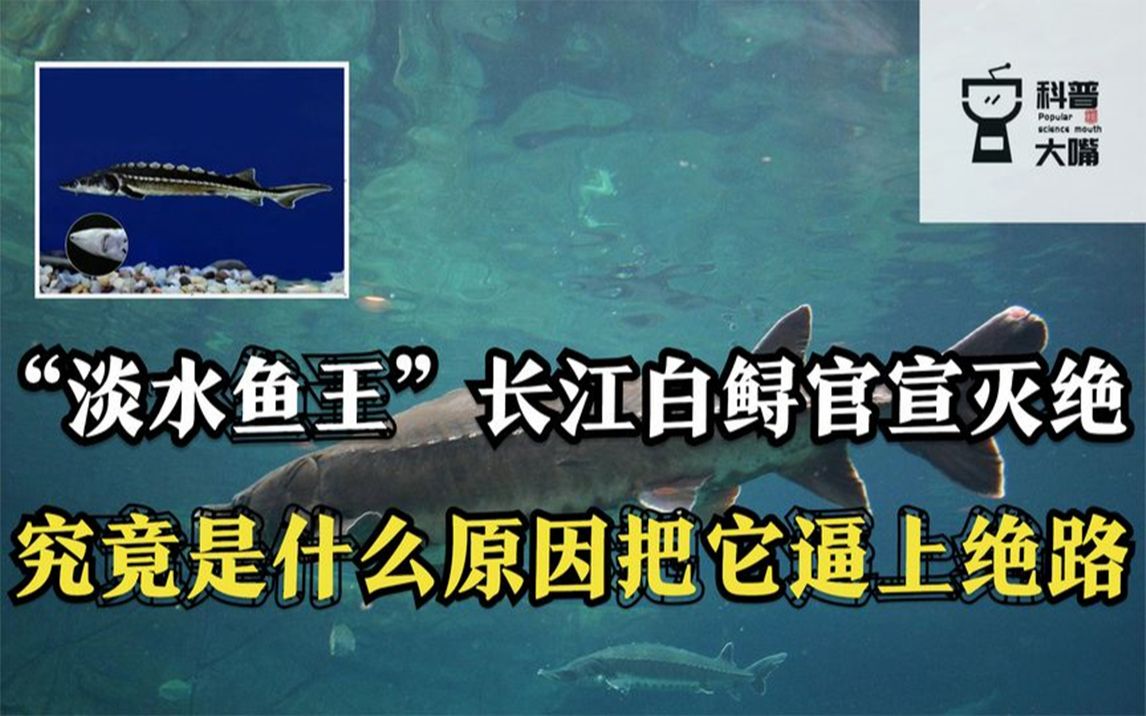 "淡水鱼王"长江白鲟灭绝,是什么让它走向绝境,跟人类有关系吗