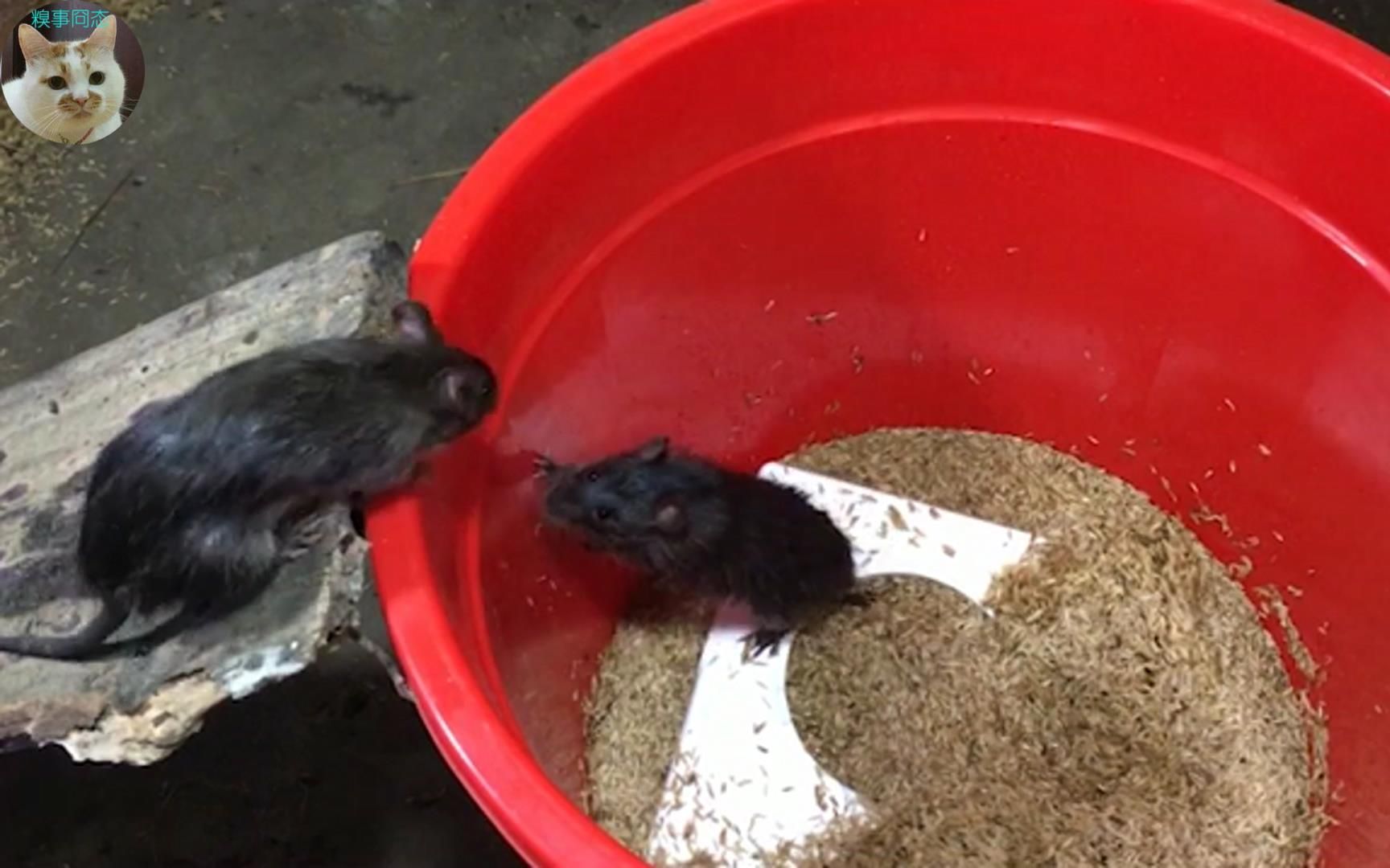 两老鼠掉入陷阱一只逃出,仗义兄弟返回营救,最终只能无奈离去