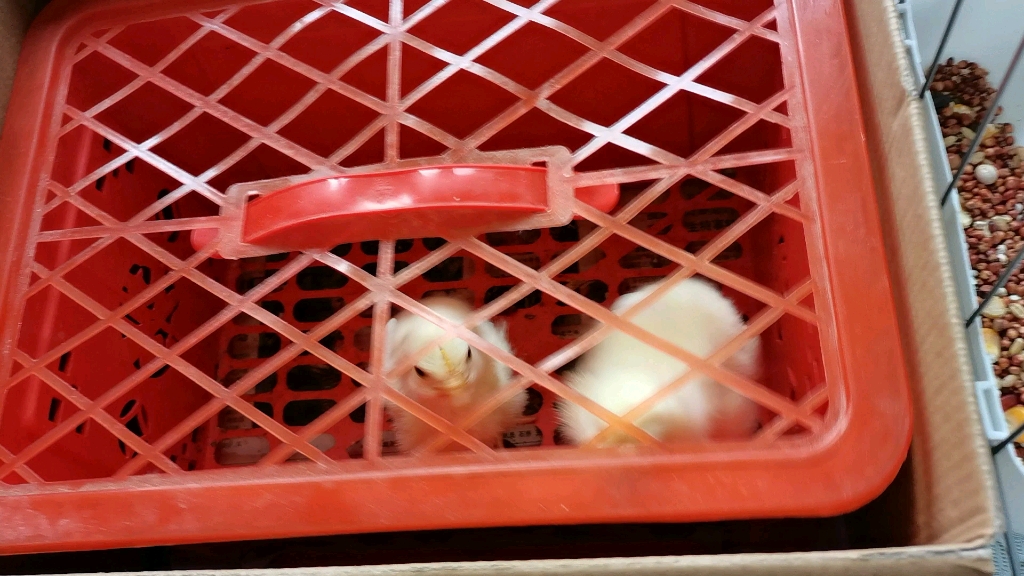 我的小鸡在长大