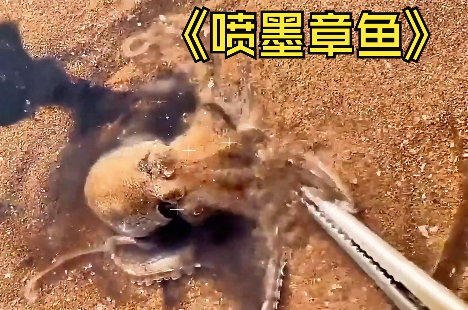 赶海发现喷墨小章鱼啊