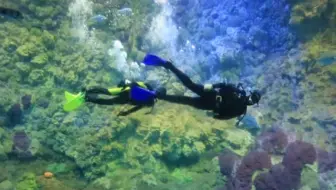 潜水专业教学视频