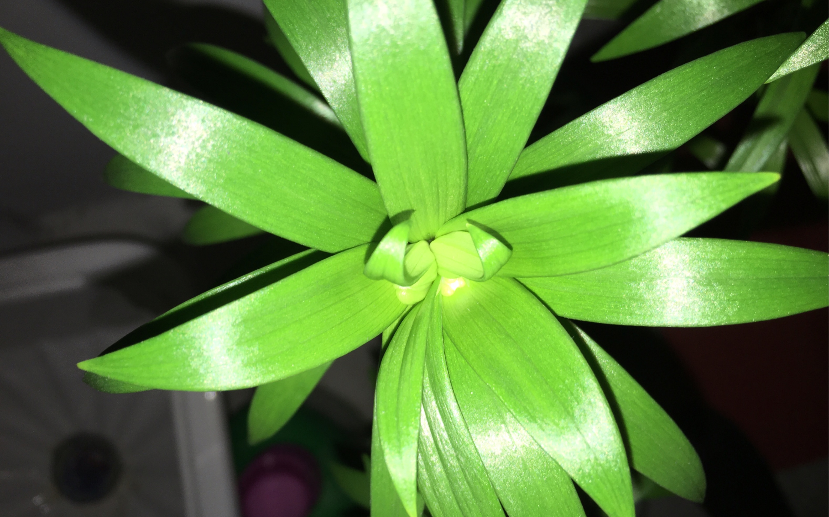 我的香水百合花花,期待你的早日盛开_哔哩哔哩_bilibili