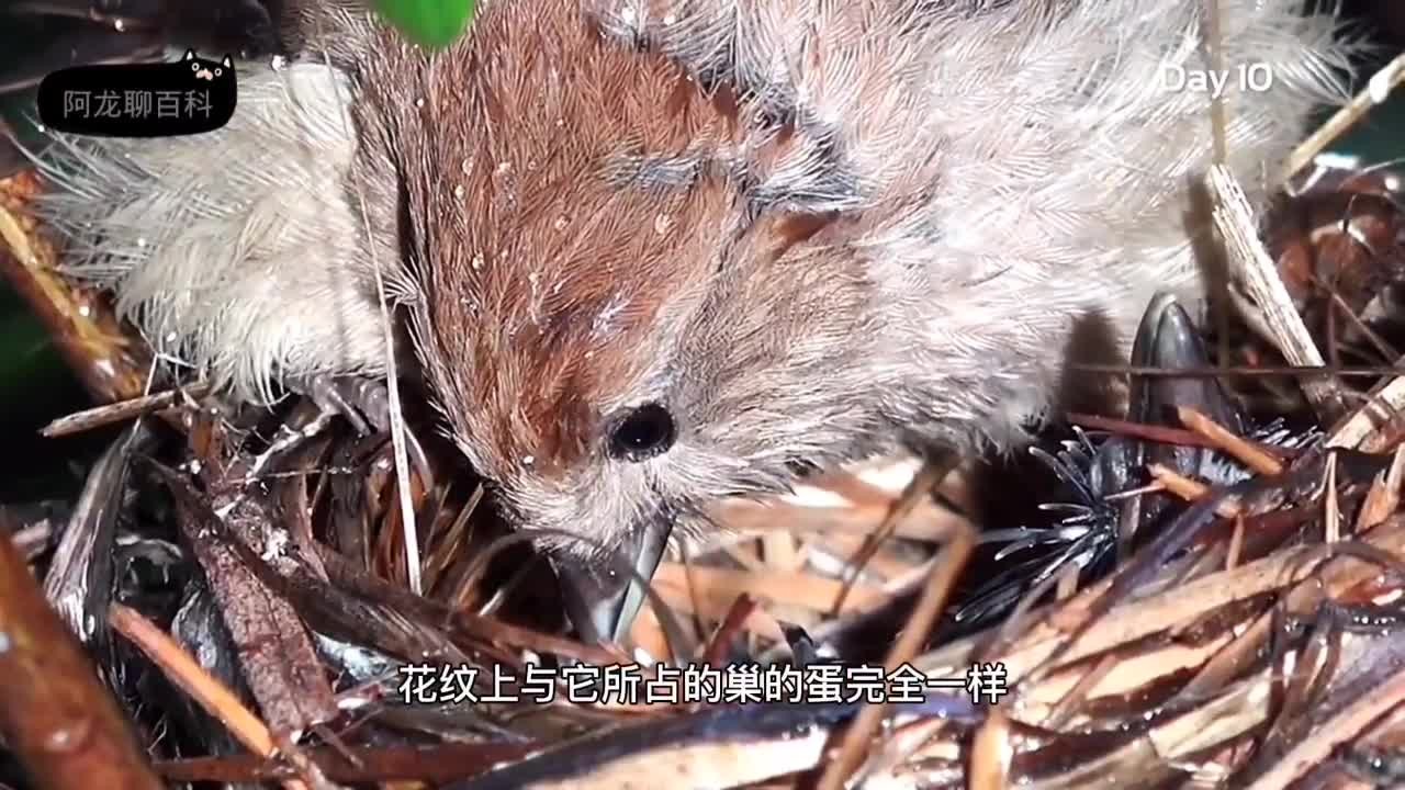 [图]真实的杜鹃鸟有多坏，很多人都被它的外表欺骗了