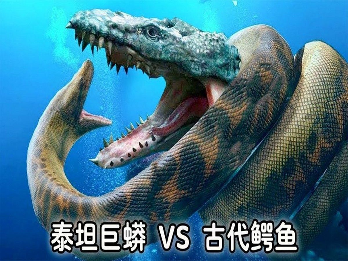 蛇VS鳄鱼图片