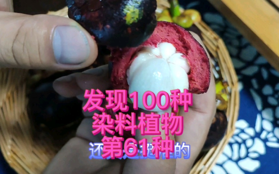 发现100种染料植物,第61种——你爱吃的山竹哔哩哔哩bilibili