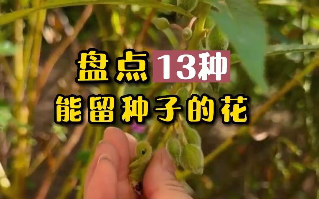 盘点13种能留种子的花哔哩哔哩bilibili