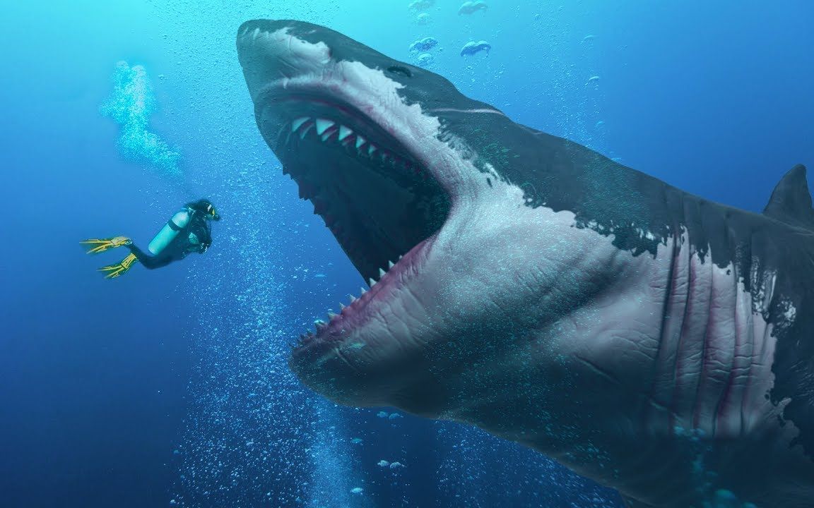 巨齿鲨图片现实图片