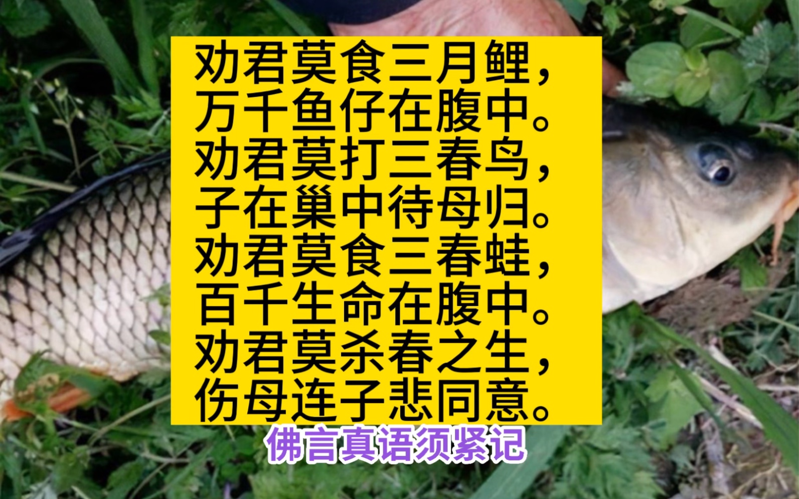 劝君莫食三春蛙,百千生命在腹中.劝君莫杀春之生,伤母连子悲同意.