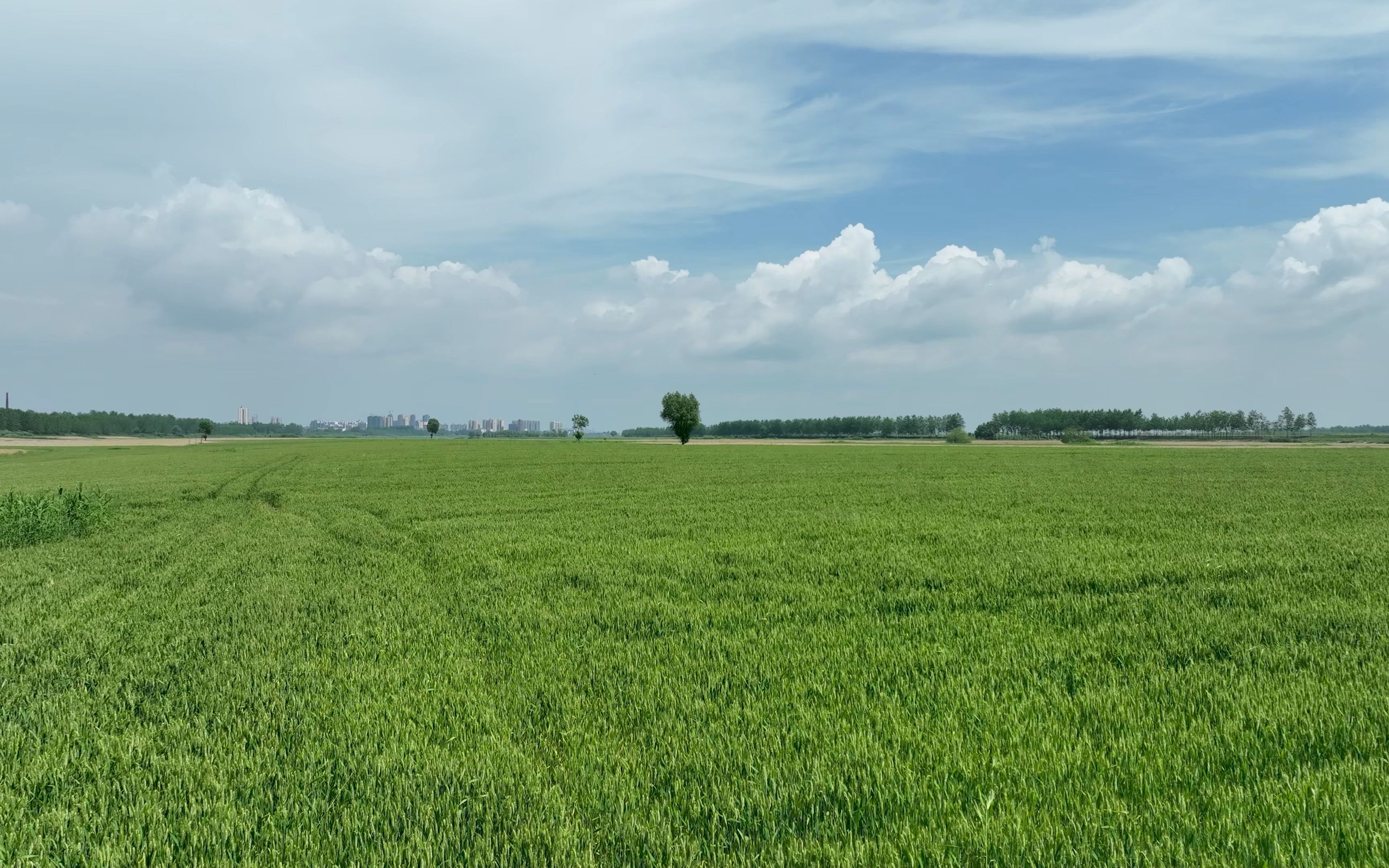 航拍武汉某麦田