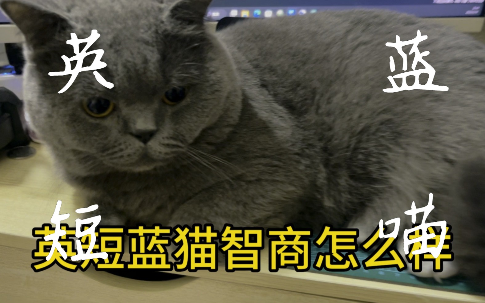 英短蓝猫智商怎么样?哔哩哔哩bilibili