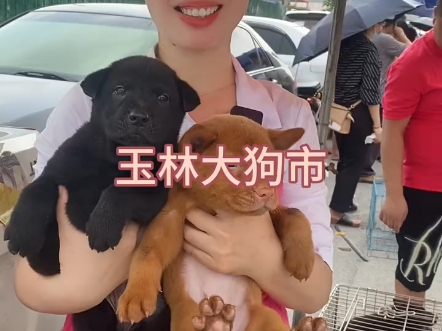 今天来玉林狗市帮粉丝挑选五红犬和五黑犬.哔哩哔哩bilibili