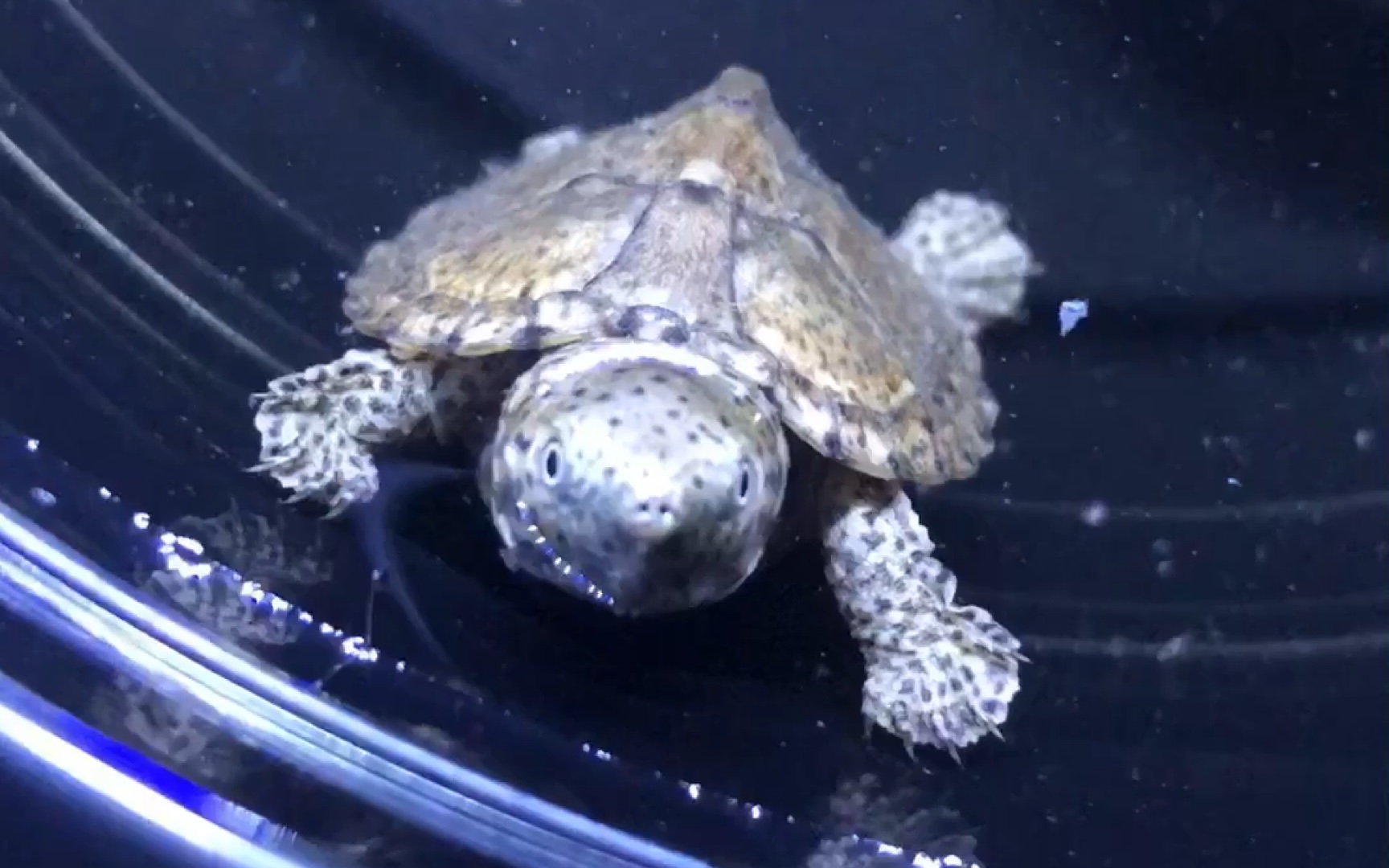 呆萌可爱剃刀苗