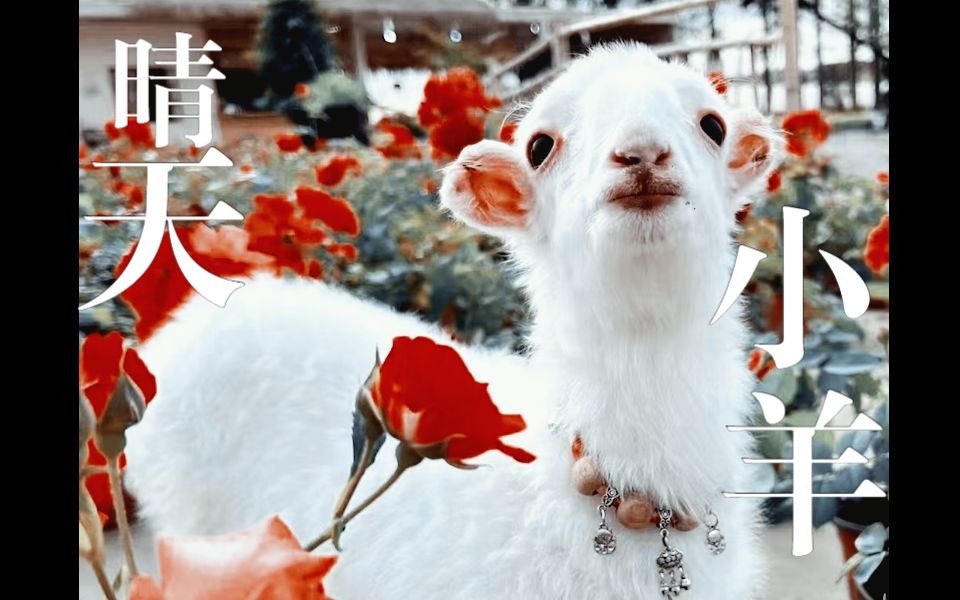 【混剪】后陡门|仅以此片纪念一只叫晴天的小羊