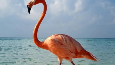 网红鸟类,火烈鸟