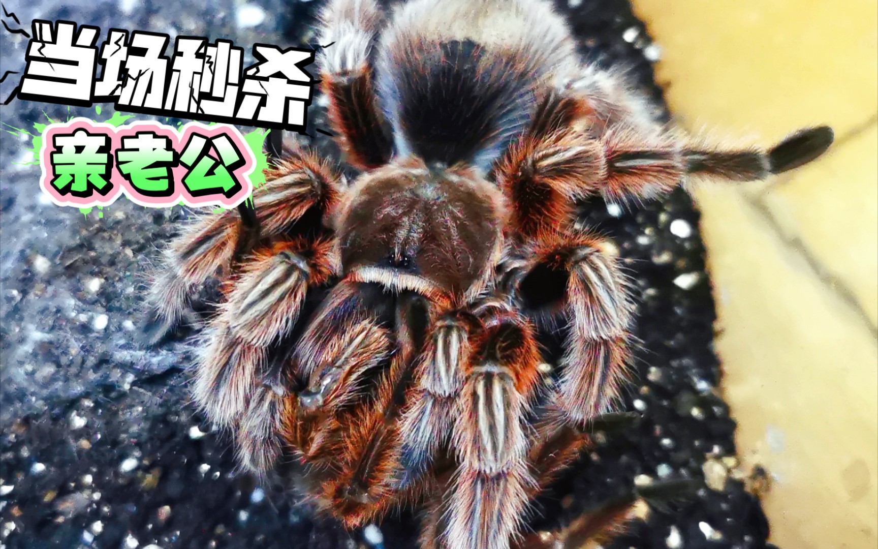 母蜘蛛瞬间ko了自己的老公!还是个人了?