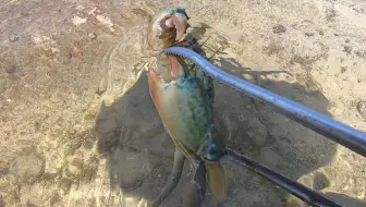 退潮后阿平赶海抓到一只大青蟹，还找到了好多被搁浅的海鱼 #赶海