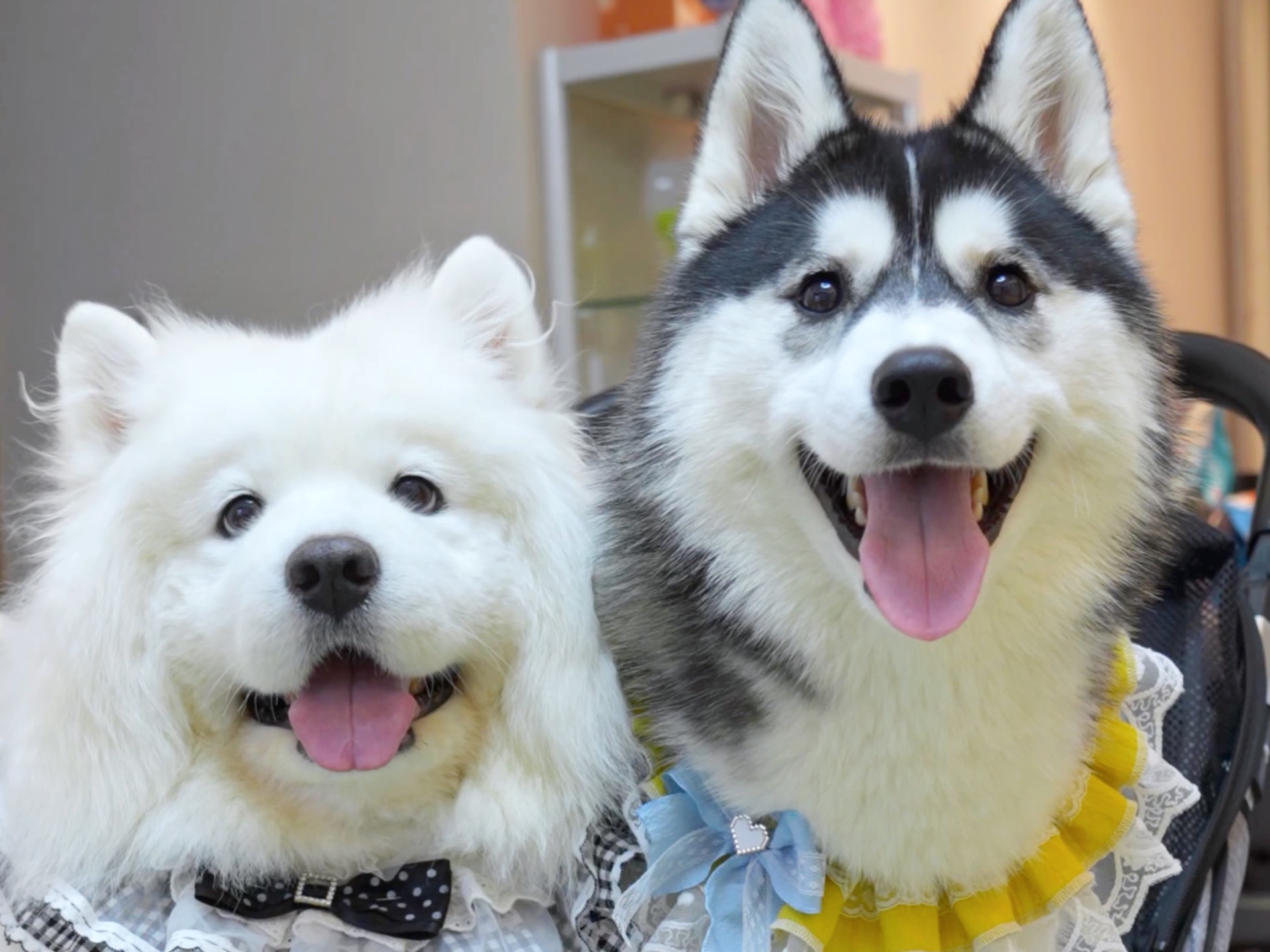 让萨摩耶带大一只哈士奇,哈士奇会怎样?