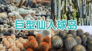 活了300年的仙人球 全世界最大的多肉植物 我惊掉了下巴 你呢 哔哩哔哩 つロ干杯 Bilibili