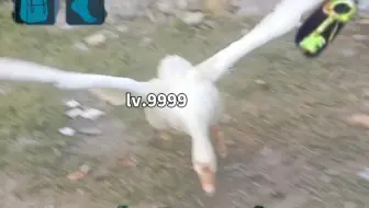 首次尝试驯服村霸大鹅失败...