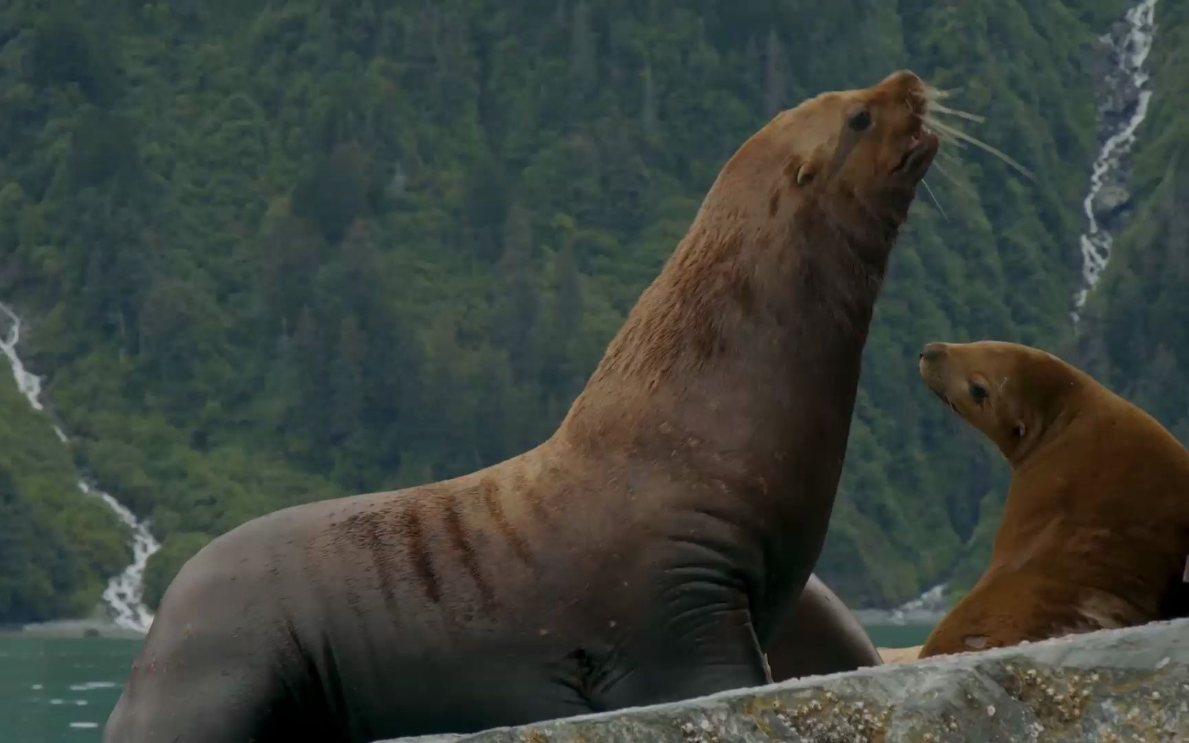 《王恩信est,二胖u - 飞 (v0)》