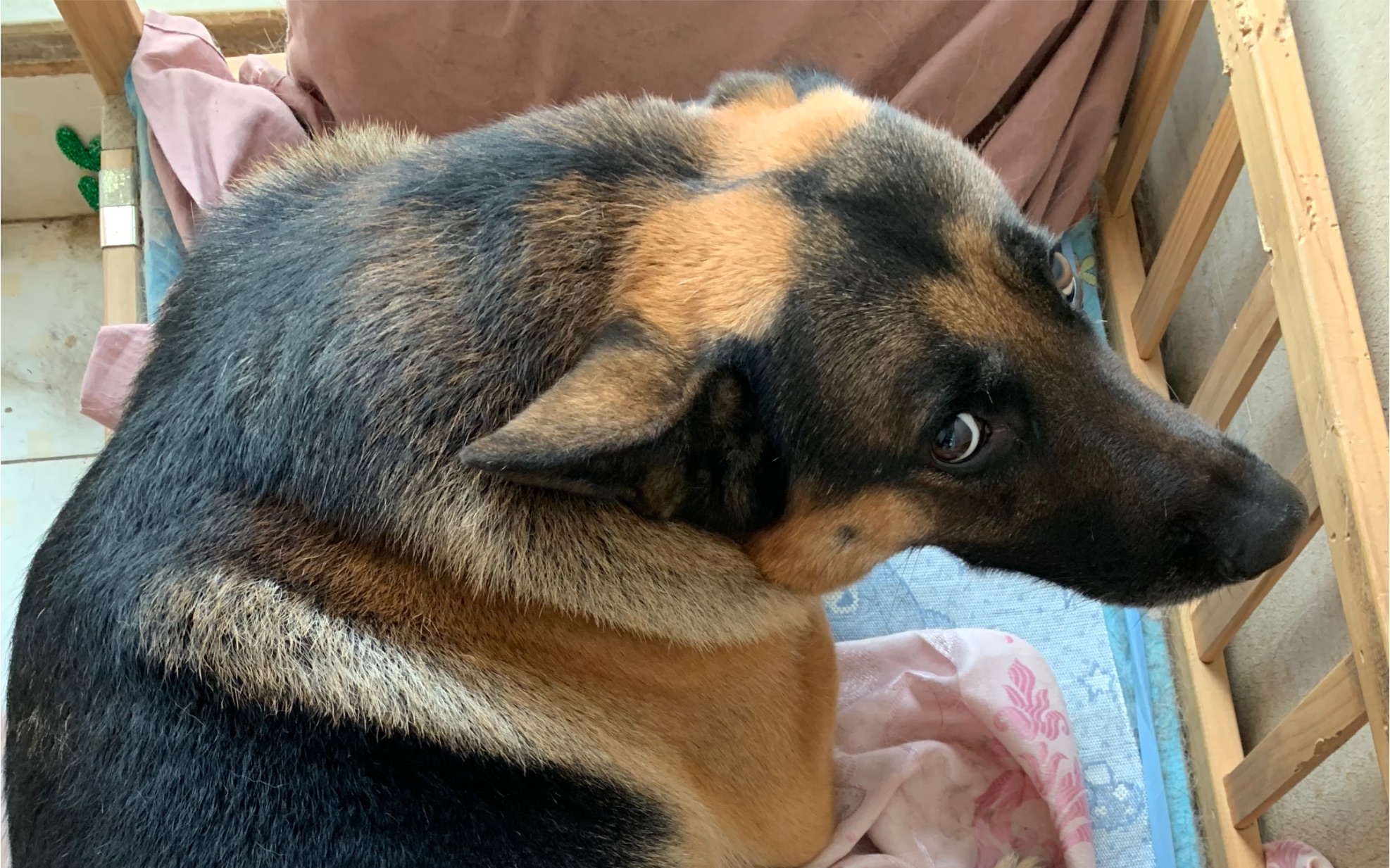 德牧〕拍到一只试图捕食德牧的橙色猛兽_哔哩哔哩_bilibili