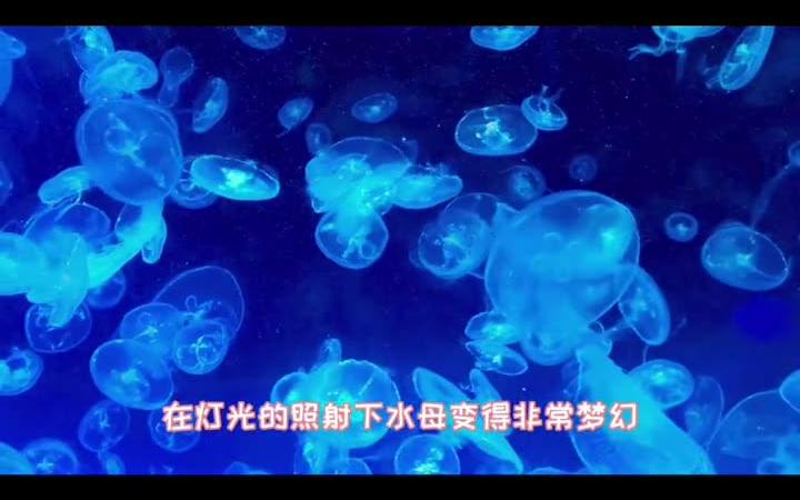 长风海洋世界是国内第一家大型海洋水族馆,周末遛娃好去处哔哩哔哩bilibili