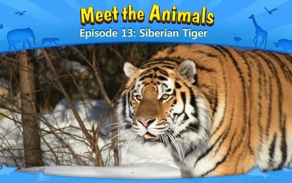 [图]动物英文科普阅读---Siberian Tiger（东北虎）