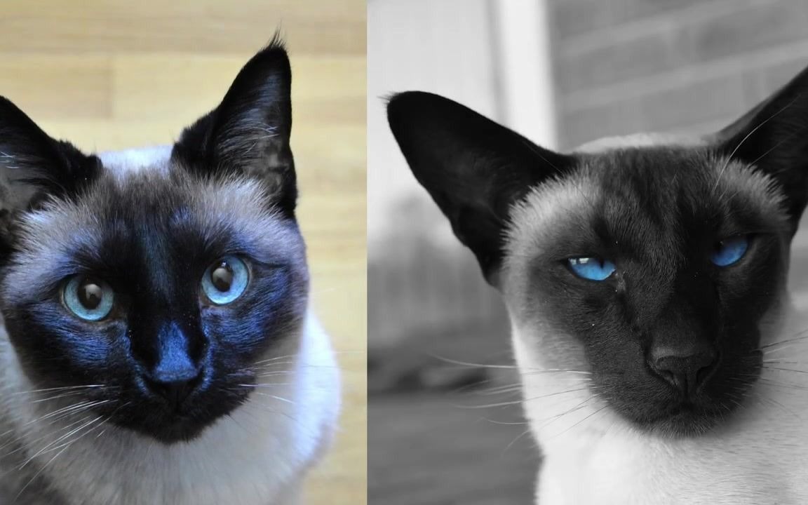 【暹罗猫科普片】Siamese Cat 101 关于暹罗猫的一切 Learn EVERYTHING About Them!哔哩哔哩bilibili