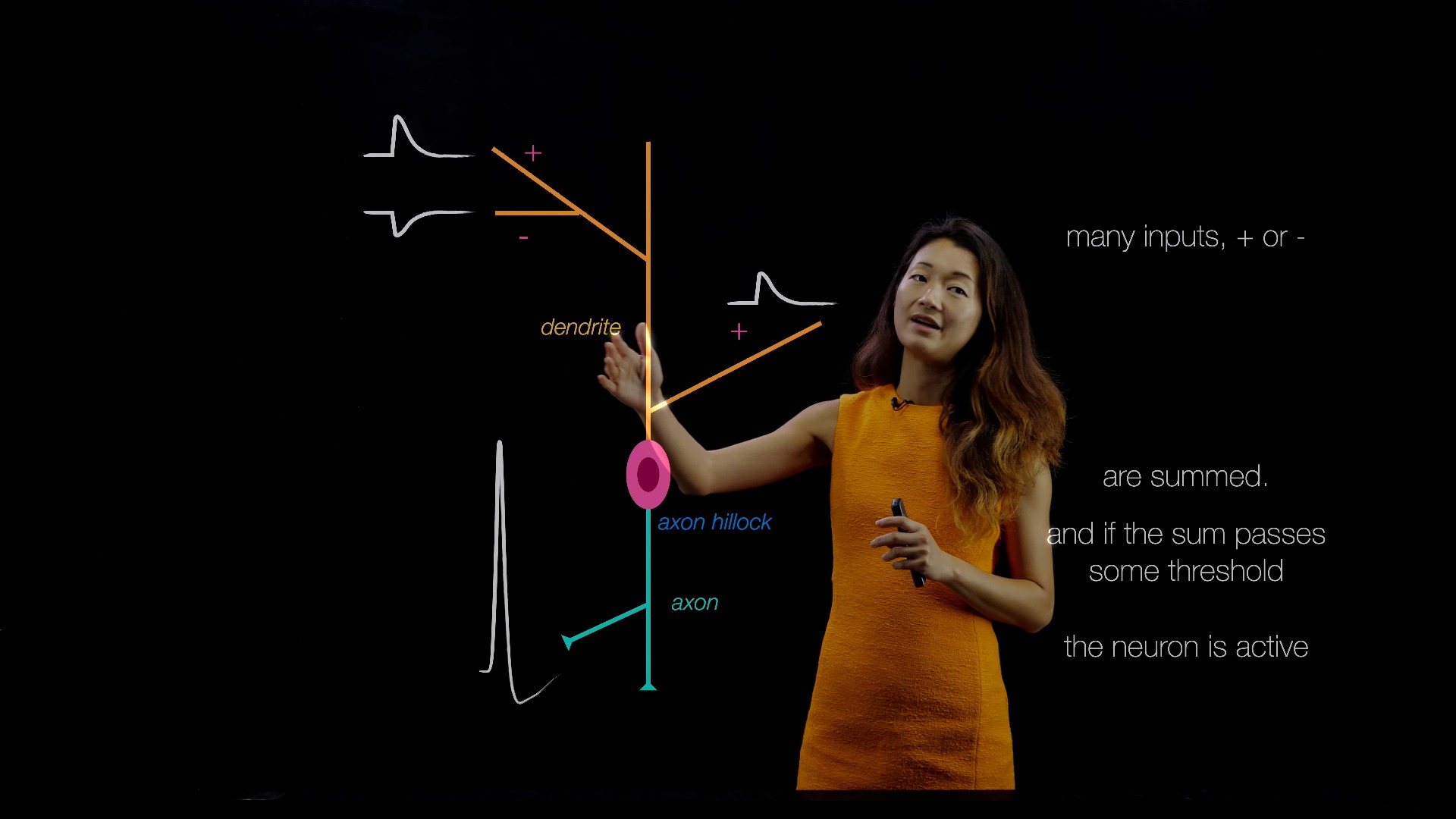 神经科学导论 09 Types of Synapses哔哩哔哩bilibili