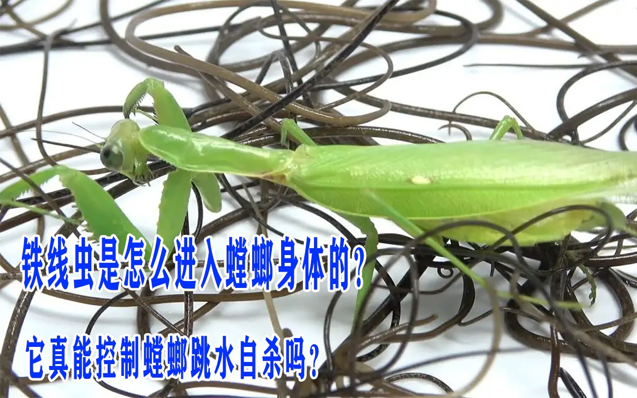 活动  铁线虫是怎么进入螳螂身体的?它真能控制螳螂跳水自杀吗?