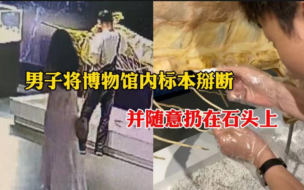 男子将博物馆内标本掰断,并随意扔在石头上,博物馆:需要厂家来修哔哩哔哩bilibili