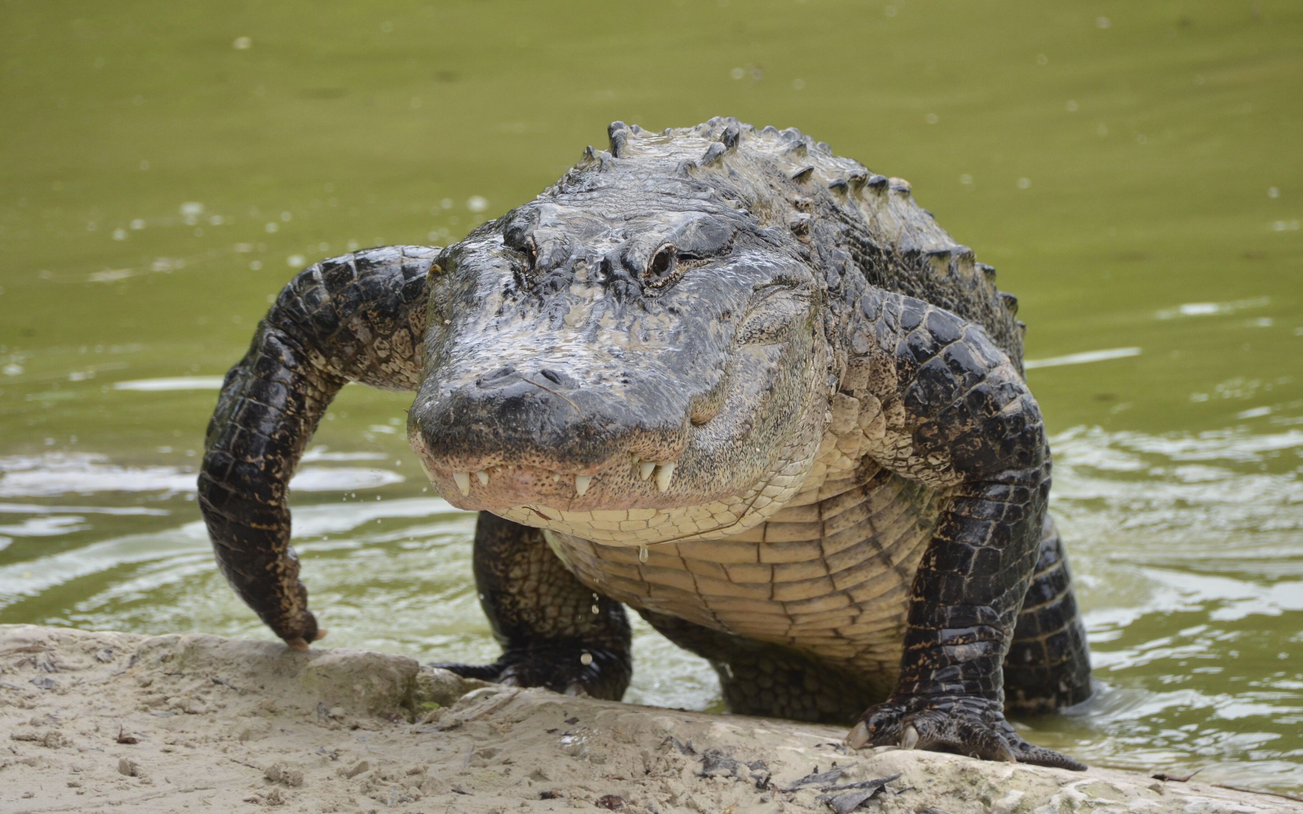 美国老太为救爱犬被短吻鳄咬死,杀人鳄鱼如何猎捕?全过程专业又危险
