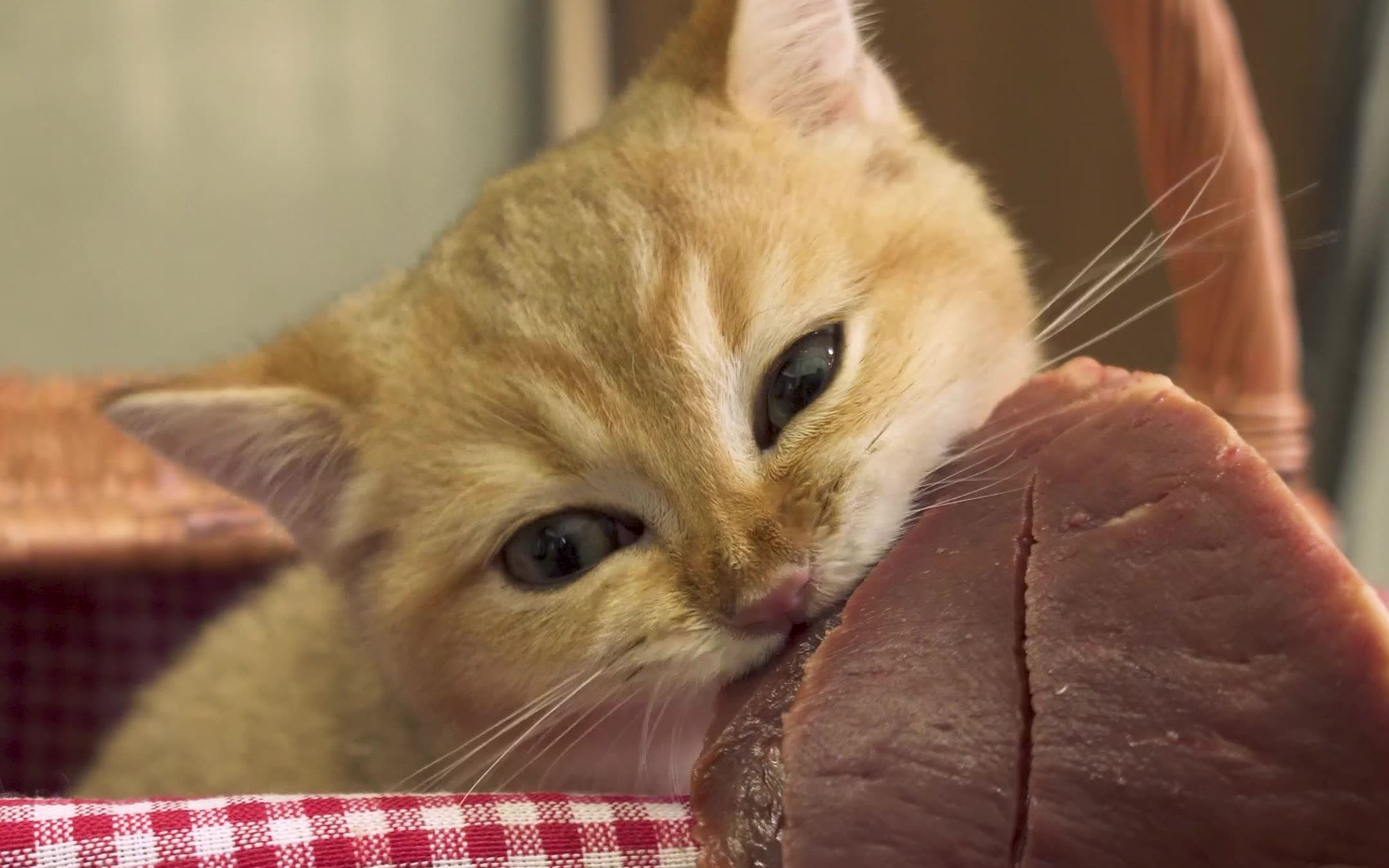 给猫咪吃比脸大的牛心是你们喜欢的咀嚼音